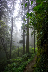 Forest of Dadongshan Hiking Trail, Alishan, Chiayi, Taiwan