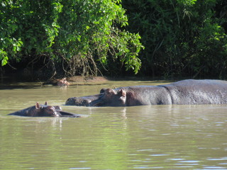 Fototapeta premium landscape, grass, skyrafa, field, nature, green, sheep, mountain, mountains, summer, farm, meadow, clouds, rural, agriculture, hill, pasture, countryside, blue, herd, hills, country, cow, animal, tree