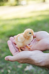 Hands Holding One Baby Free Range Chick Outside with Grass in the Background