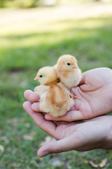 Hands Holding Two Baby Free Range Chicks Outside with Grass in the Background