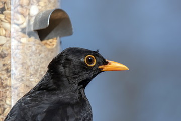 Amsel männlich 
