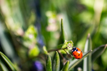Spring came blooming flowers and insects take nutrients.