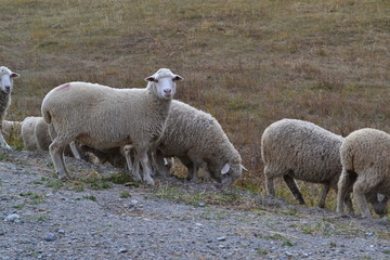 sheep, lamb, farm, animal, grass, wool, agriculture, field, meadow, ewe, spring, livestock, grazing, nature, mammal, farming, animals, white, lambs, green, countryside, cute, flock, pasture, young