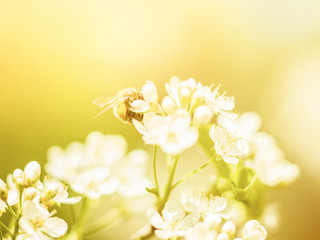 Fototapeta na wymiar honey bee pollinating background