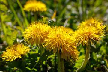 Beautiful Wild Flowers in Spring Blossom
