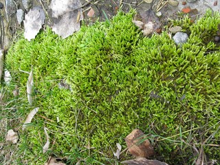 moss on the ground