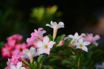 Colorful flowers and morning sunshine	