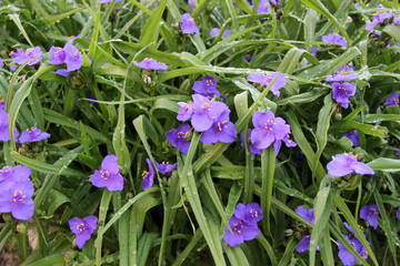 Beautiful flowers in the garden. Natural flowers macro background.  Hd wallpaper  nature wallpapers for desktop backgrounds.