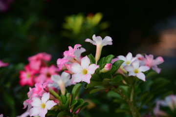 flower blooming.Beautiful flowers in the garden Blooming in the summer.Landscaped Formal Garden.	