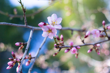 Detalle de almendro en flor en primavera