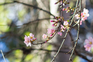 Detalle de almendro en flor en primavera