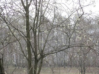 trees in winter