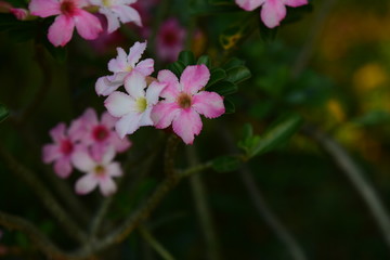 Colorful flowers and morning sunshine	