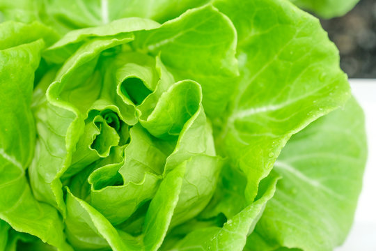 Top view fresh butterhead lettuce in hydroponic farm