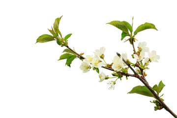 Blossoming twig of apple tree isolated on a white background. Close-up.