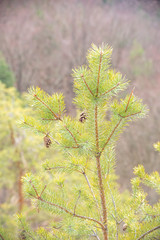 Pine cone on a pine tree in the forest