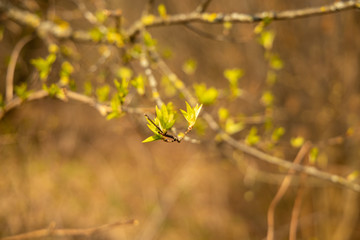 First green spring leaves on tree branches