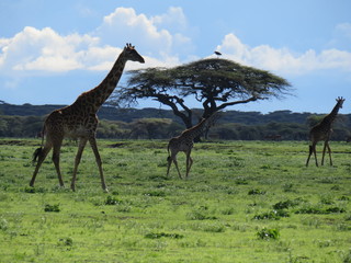 landscape, grass, skyrafa, field, nature, green, sheep, mountain, mountains, summer, farm, meadow, clouds, rural, agriculture, hill, pasture, countryside, blue, herd, hills, country, cow, animal, tree