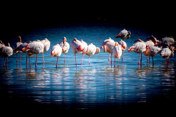 Obraz premium group of flamingos