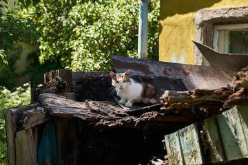 A homeless cat sits on a fence