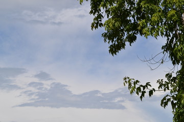 tree, sky, nature, blue, green, trees, summer, pine, landscape, forest, cloud, leaves, clouds, mountain, branch, wood, plant, leaf
