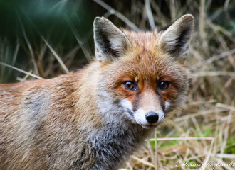 red fox vulpes