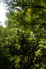 Isla Mauricio Jardín Botánico de Pamplemousses