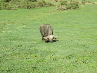 landscape, grass, skyrafa, field, nature, green, sheep, mountain, mountains, summer, farm, meadow, clouds, rural, agriculture, hill, pasture, countryside, blue, herd, hills, country, cow, animal, tree