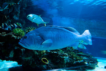 Big fish in a coral aquarium