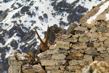 ibex among the ruins of a barracks