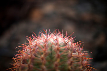 Flor de cactus en fotografía macro