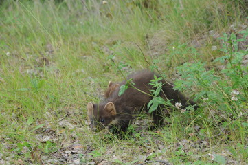 European pine marten (Martes martes) playing and posing on camera