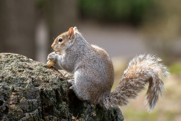 Naklejka na ściany i meble European Grey Squirrel Feeding on a Rock