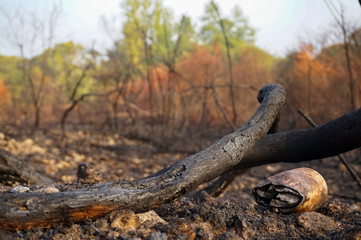 dead tree in the forest