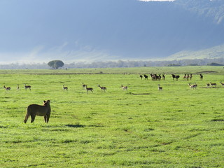 landscape, grass, skyrafa, field, nature, green, sheep, mountain, mountains, summer, farm, meadow, clouds, rural, agriculture, hill, pasture, countryside, blue, herd, hills, country, cow, animal, tree