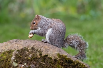 Naklejka na ściany i meble European Grey Squirrel Feeding on a Rock