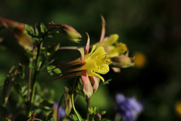 spring blooms