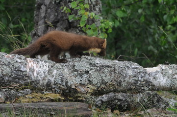 European pine marten (Martes martes) playing and posing on camera