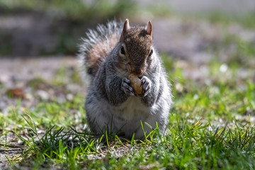 European Grey Squirrel Feeding on Grass