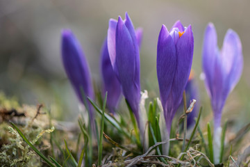 purple spring crocus wild saffron close up against sun light