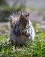 Naklejka na ściany i meble European Grey Squirrel Feeding on Grass