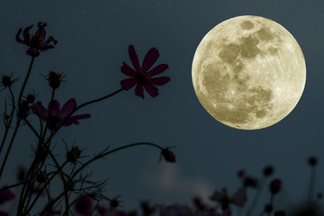 Full moon on the sky with silhouette flowers at night.