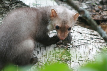 European pine marten (Martes martes) playing and posing on camera
