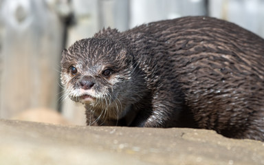 Young Otter Looking out on a Rock