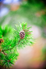 Fototapeta na wymiar Pine cone on a pine tree in the forest