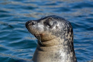 Fototapeta premium Close Up portrait Grey Seal Off North Sea Coast