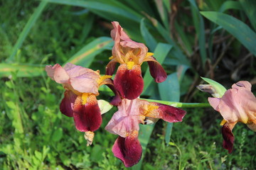 Beautiful Tender Irisis Close-up. Spring-flowering. Natural spring flowers macro background. Hd floral wallpapers for desktop.