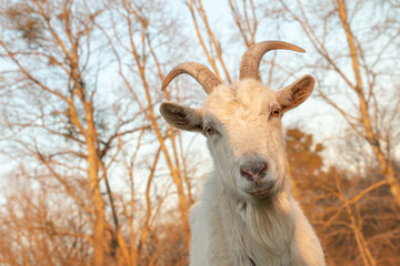 white goat grazes on green with interest looks into the camera lens
