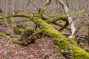 Fototapeta premium Partly declined hornbeam tree in spring