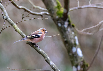 Common chaffinch (Fringilla coelebs) male